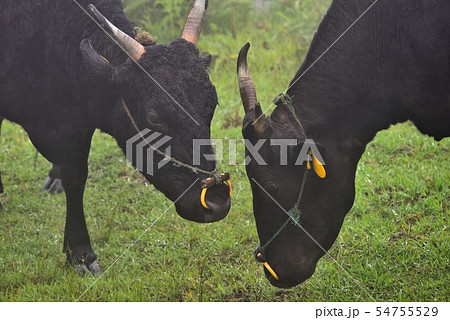 小雨と霧の中　但馬牛の放牧風景　兵庫県香美町 54755529