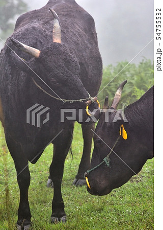 小雨と霧の中　但馬牛の放牧風景　兵庫県香美町 54755532