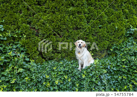 Golden Retriever dog on green 54755784
