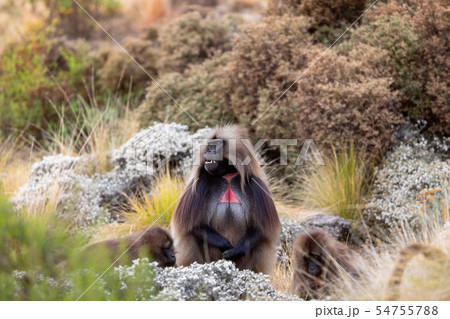 endemic Gelada in Simien mountain, Etiopia 54755788