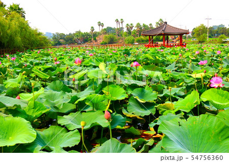 雲 快晴 景色 54756360