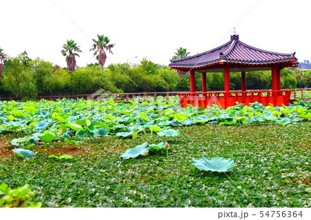 雲 快晴 景色 54756364