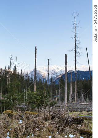On the way to the sea eye in Poland. The road to the forest. High Tatras. On the way to the sea eye in Poland. The road to the forest. High Tatras. 54756568