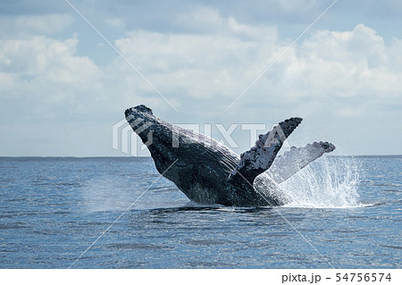 humpback whale breaching in cabo san lucas 54756574