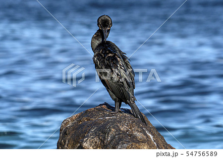 cormorant while resting on rocks 54756589