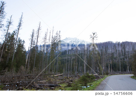 On the way to the sea eye in Poland. The road to the forest. Tatras. Slovakia. On the way to the sea eye in Poland. The road to the forest. Tatras. Slovakia. 54756606