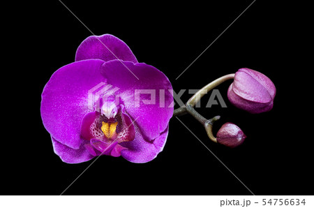 Purple orchid flower isolated on black background 54756634