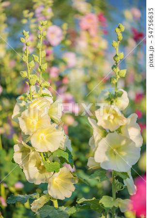 Yellow flowers of mallow outdoors close-up 54756635