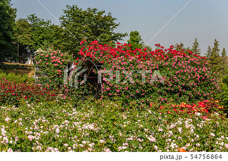 バラ バラの花 花 54756864