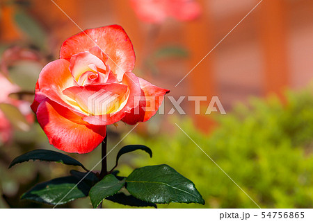 バラ バラの花 花 54756865