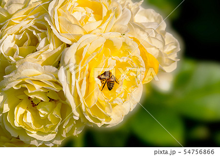 バラ バラの花 花 54756866