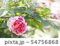 バラ バラの花 花 54756868