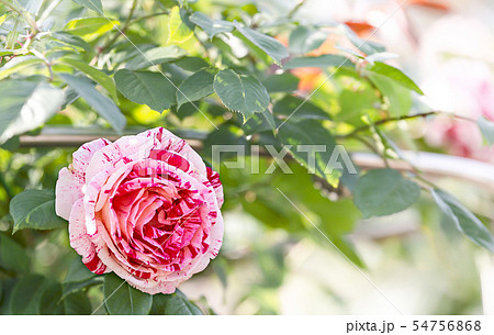 バラ バラの花 花 54756868