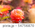 バラ バラの花 花 54756870