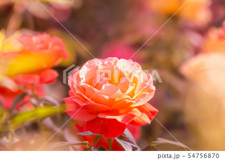 バラ バラの花 花 54756870