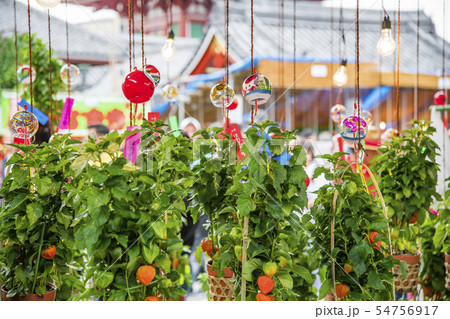 【浅草 浅草寺 ほおずき市】 【浅草 浅草寺 ほおずき市】 54756917