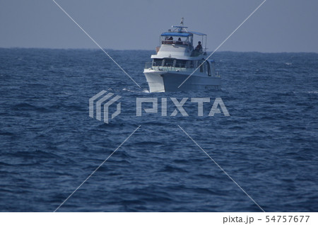 ホエール･ウォッチング船（慶良間諸島 近海／沖縄県） 54757677