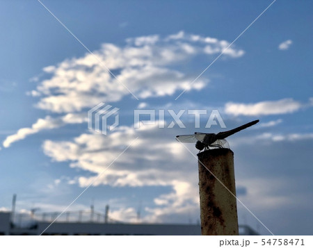 秋空とトンボ 54758471