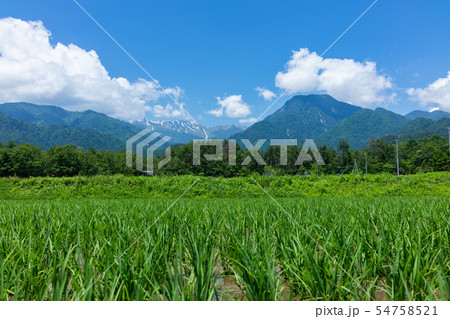 水田と有明山：6月　　　　　安曇野市穂高 54758521
