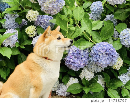 柴犬 犬 あじさい 紫陽花 6月の写真素材 [54758797] - PIXTA