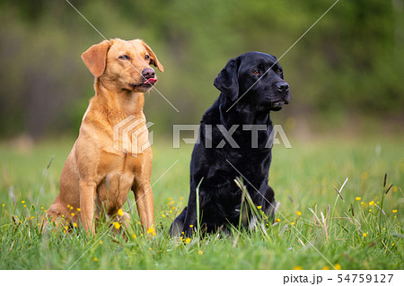 Two Labrador retriever dogs, yellow and black 54759127