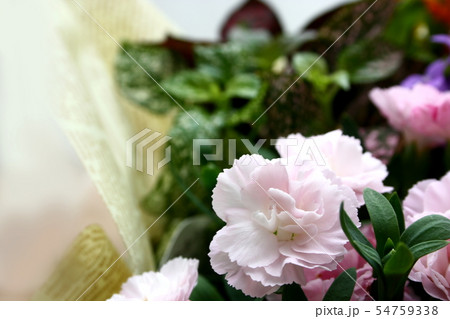 カーネイション カーネイション 54759338