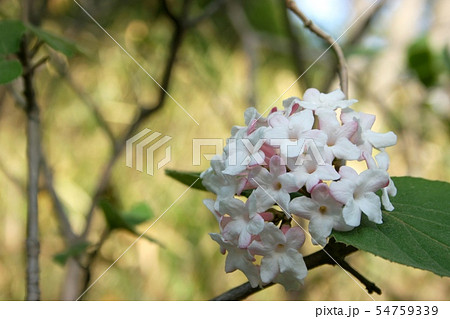 ちんちょうげ ちんちょうげ 54759339