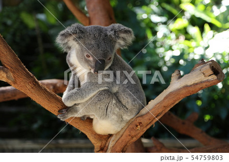 コアラ コアラ 54759803