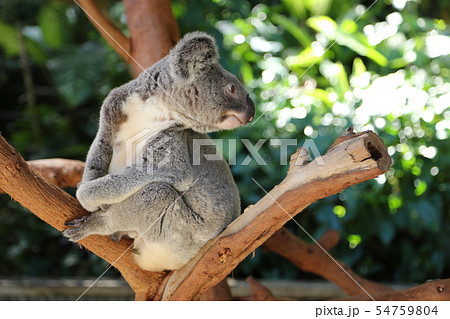 コアラ コアラ 54759804