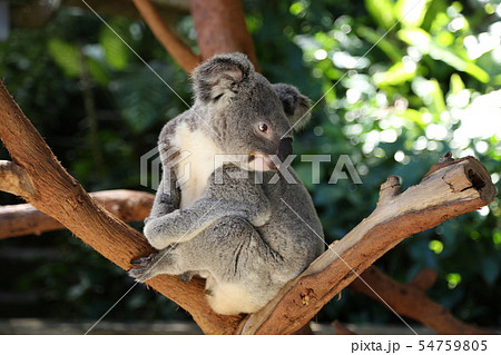 コアラ コアラ 54759805
