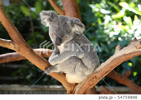 コアラ 54759806