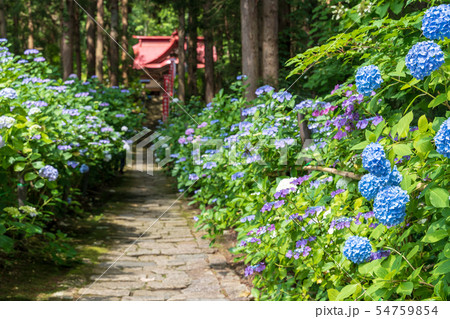 出塩文殊堂のあじさい参道　山形県山形市 54759854