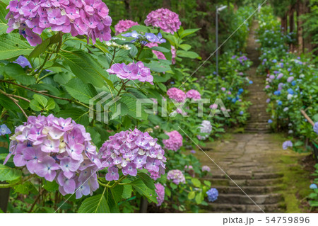 出塩文殊堂のあじさい参道　山形県山形市 54759896