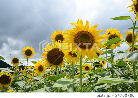 ひまわり畑 54760786