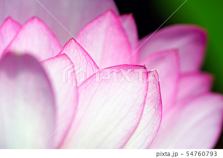 蓮の花 54760793
