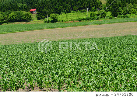 北海道留寿都村でトウキビ畑の夏の風景を撮影 北海道留寿都村でトウキビ畑の夏の風景を撮影 54761200