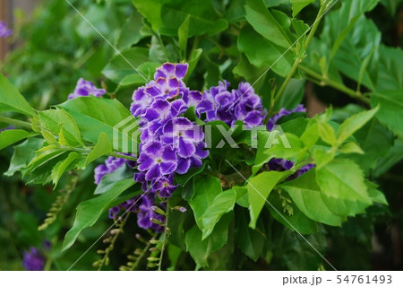 タカラズカの花の写真素材