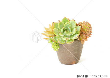 Succulent Plants Arrangement In Ceramic Pot 54761899
