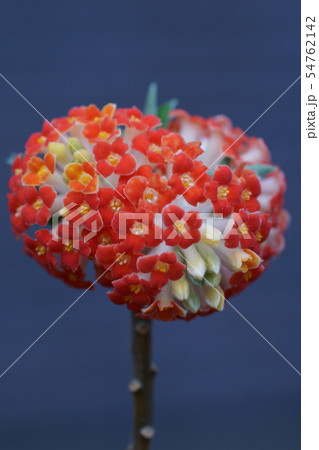 赤花三椏 アカバナミツマタ 花言葉は「永遠の愛」 赤花三椏 アカバナミツマタ 花言葉は「永遠の愛」 54762142