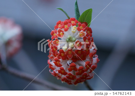 赤花三椏　アカバナミツマタ　花言葉は「永遠の愛」 54762143