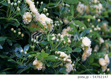 木香薔薇　モッコウバラ　　花言葉は「あなたにふわさしい人」 54762147