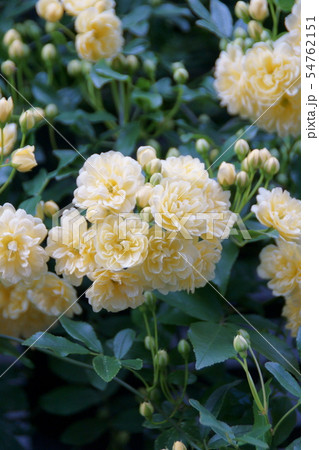 木香薔薇 モッコウバラ 花言葉は あなたにふわさしい人 の写真素材
