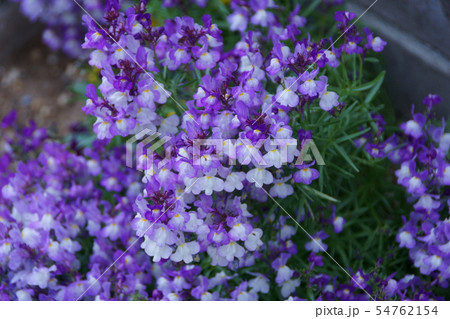 姫金魚草　リナリア　花言葉は「この恋に気づいて」 54762154