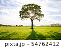 sunshine through lone oak tree on green meadow 54762412
