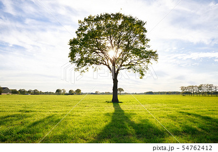 sunshine through lone oak tree on green meadow 54762412