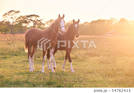 two horses in gold evening sunshine 54762413