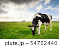 milk cows grazing on green pasture 54762440