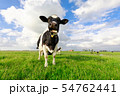 funny cow chewing grass on pasture 54762441