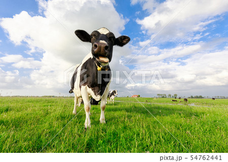 funny cow chewing grass on pasture funny cow chewing grass on pasture 54762441