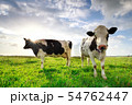 sunshine over cows on green summer pasture 54762447